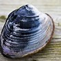Image result for Fresh Clams
