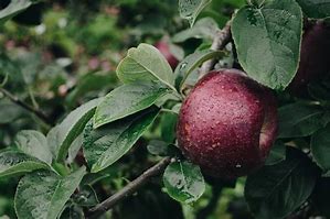 Image result for Red Devil Apple Tree