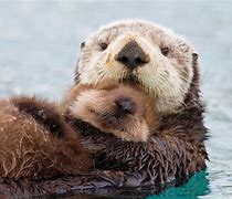 Image result for Cute Otter Phone Case