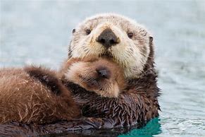 Image result for Cutest Baby Otter