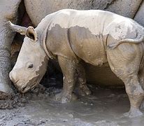 Image result for Albino Rhinoceros