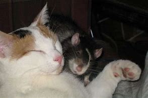 Image result for Cat and Rat