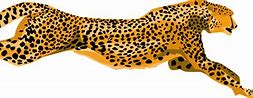 Image result for Cheetah Running Coloring Printable