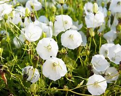 Image result for Campanula carpatica Weisse Clips