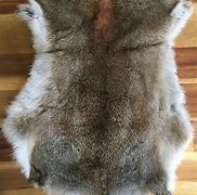 Image result for Rabbit Fur Pelt