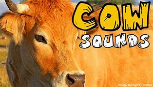 Image result for Loud Cows