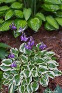 Image result for Hosta Cameo