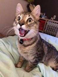 Image result for So Excited Cat Meme