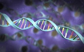 Image result for Difference Between Gene and DNA