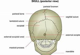 Image result for Mastoid Process