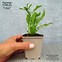 Image result for Echinacea purpurea Meringue ®