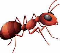 Image result for Ant Cartoon Transparent