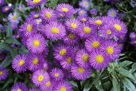 Image result for Erigeron Dunkelste Aller