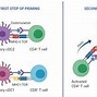 Image result for Smart Brain T-cell