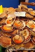 Image result for Coquillage Bretagne