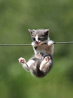 Image result for Cute Hang in There Cat