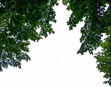 Image result for Single Tree Branch