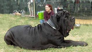 Image result for 10 Biggest Dogs