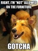 Image result for Happy New Year Funny Dog Memes