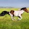Image result for Brown and White Paint Horse