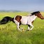 Image result for American Paint Horse Photo Shoot