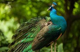 Image result for High Resolution Peacock