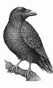 Image result for Raven Drawings Images