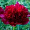 Image result for Paeonia lactiflora Command Performance