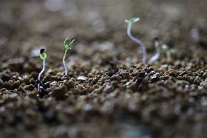 Image result for Delphinium Seedlings