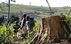 Image result for Kenya Deforestation