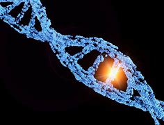 Image result for Genetics Biology Examples