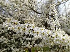 nomi di fiori bianchi in nome dei fiori prugnolo selvatico albero bianco fiorito nomi di fiori bianchi in nome dei fiori prugnolo selvatico albero bianco fiorito