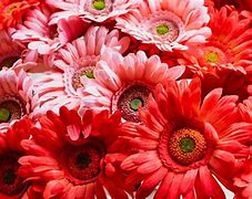 Image result for Red Round Things