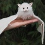 Image result for White Plastic Toy Bat