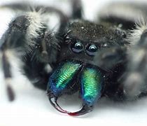 Image result for Fuzzy Black Jumping Spider