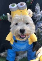 Image result for Minion Dog Costume