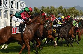 Image result for Horse Racing Picks