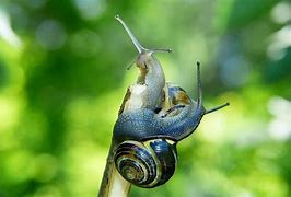 Image result for Beetle Juice for Molluscum