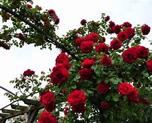 Image result for Rosa Amadeus