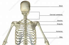 Image result for Upper Body Bone Vector