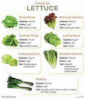 Image result for Types of Lettuce with Pictures