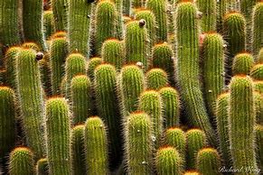 Image result for California Cactus