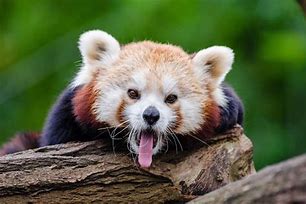 Image result for Red Pandas Habitat