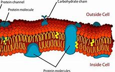 Image result for Membrane Tension