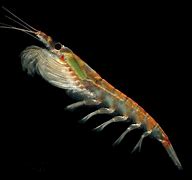 Image result for krill
