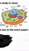 Image result for GCSE Biology Memes