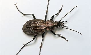 Image result for carabus_granulatus