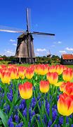 Image result for Netherlands Windmills Tulips