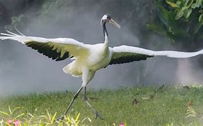 Image result for Largest Crane Bird in the World