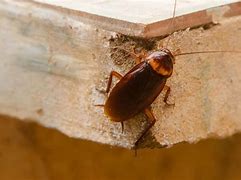 Image result for Cricket vs Cockroach